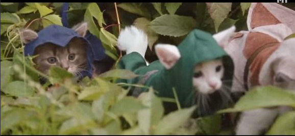 hakusyu11's tweet photo. 【キュン死不可避】
大人気暗殺ゲーム『アサシンクリード』の実写版を猫が演じた動画が世界中で話題に！！

すぐに300万回を超える大ヒット！

これはマジで癒やされる♪
動画→http://t.co/J4hXUJKNnS http://t.co/X88m0VOkbM