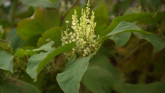 BBCRadio2's tweet image. £2,500 fines for people who let Japanese Knotweed get out of control. Will they work? #r2vine bbc.in/1yWaIXL