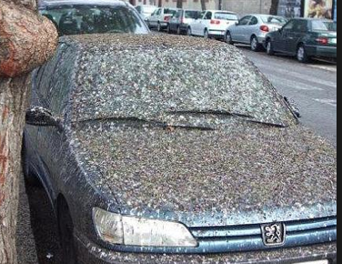 OrdeVogelnerds's tweet photo. Wij vogelaars worden wel eens moe van dat gezeur over overlast van vogels. Get a life! http://t.co/zGr9yrl3c5