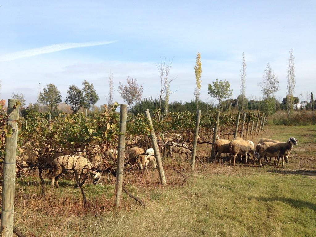 rtroyano's tweet photo. @VinsdeTaller és 1exemple d'agroforesteria únic a #Catalunya, el paisatge embotellat, cupatge d varietats singulars http://t.co/d3SSVns5V4