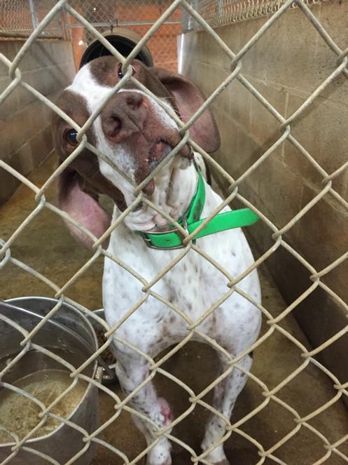 Cancer sucks! Just like humans this poor dog is still fighting. Doing its job with a smile on its face. AMAZING