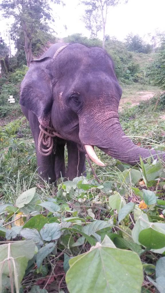 marcelzamoratri's tweet photo. Ni se imagina lo feliz que me ha hecho pudiendo estar con este animal majestuoso. http://t.co/Whmgrtq8To
