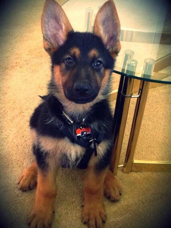 癒される可愛い動物達 Animalcomcom Twitter