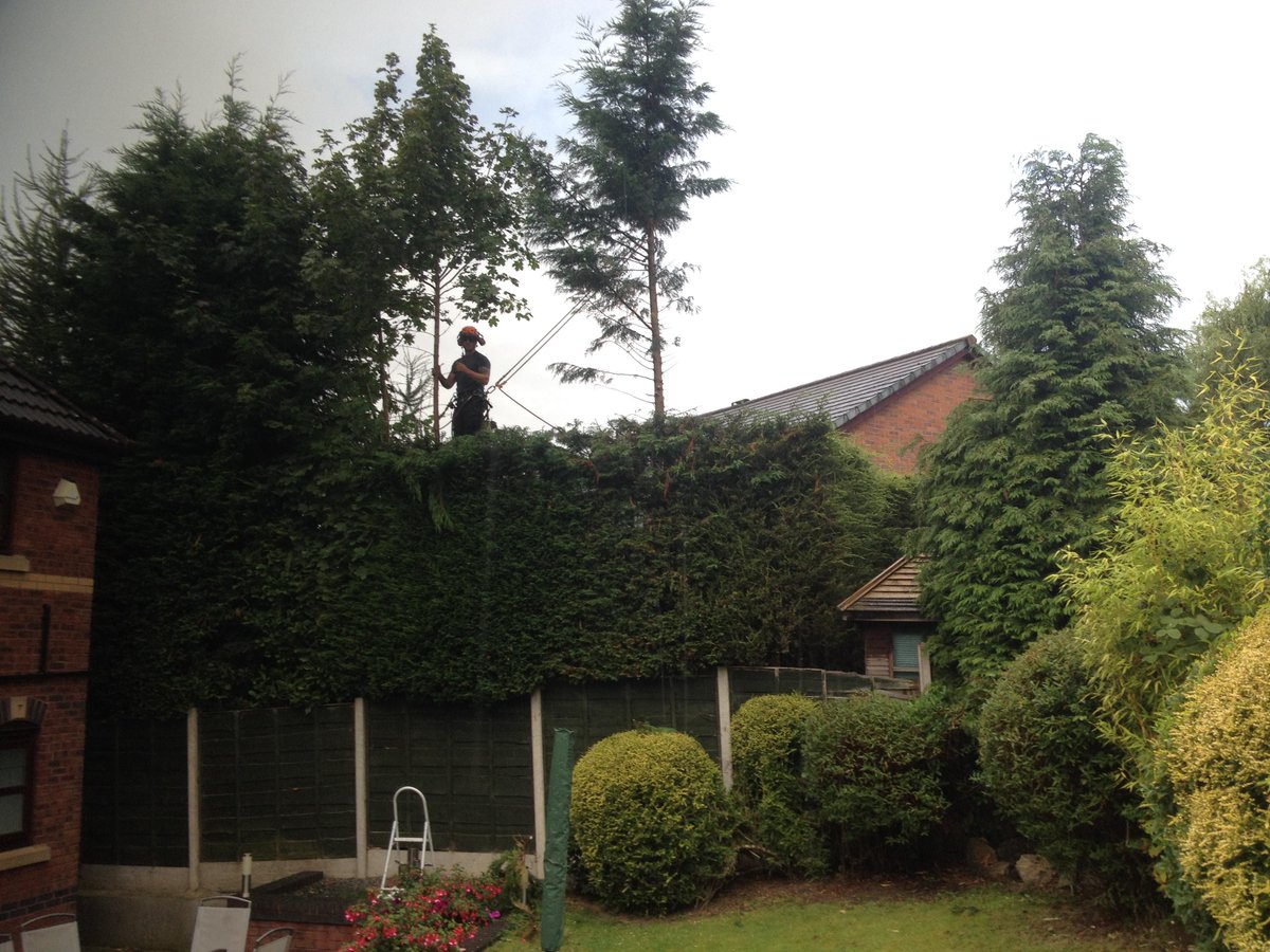 ArborismoJoe's tweet image. “@SunnybankForest: Check out before and after shots of a recent job we did #treesurgery #hedgepruning http://t.co/4wTIVgHLor” nice job