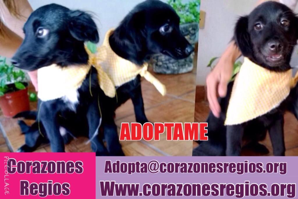 CORAZONESREGIOS's tweet photo. Beba abandonada 4 mese @AnaRent @Cicmty @mtyfollow @LeoJabbasky @RcNL_ @CiudadanoMX_ @marcoregil @Once11NL @retioMTY http://t.co/15buWBPqs3