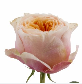 Flowerlink tweet media