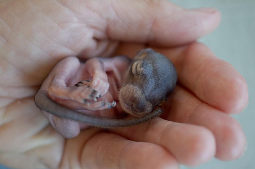 dodo's tweet image. Who is taking care of orphaned wildlife? These heroes: thedo.do/1yqXv9s