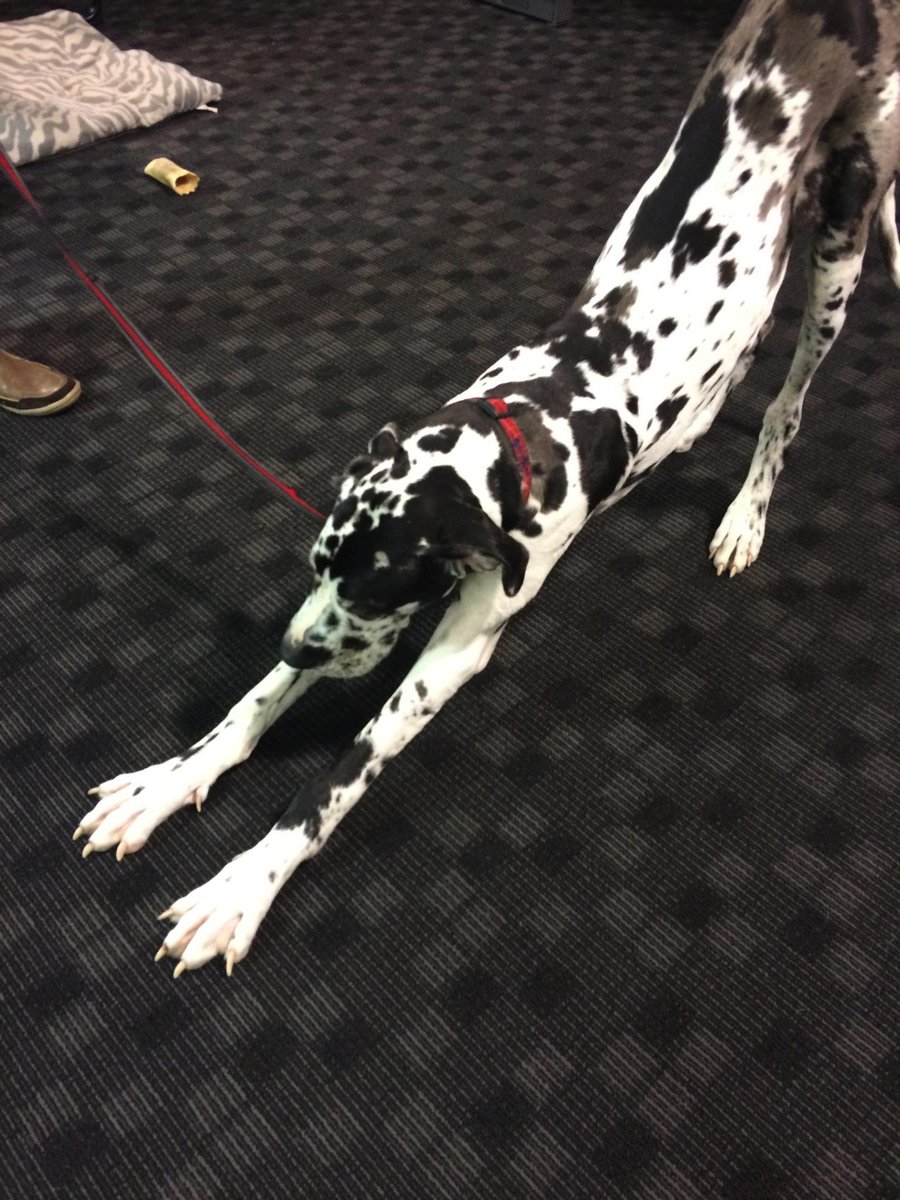 arcanebrand's tweet photo. Looks like Percy is limbering up for our open house.  #ArcaneOpen #dogsofarcane #ldnont http://t.co/SbgDMJiyGR