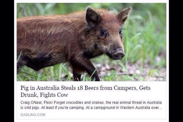 B_hart151's tweet photo. “@OverlyManlyMann: Found my spirit animal http://t.co/R0JYfGMmxX”#pigpen