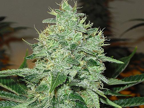 da15a2631's tweet photo. White Widow Female #Cannabis http://t.co/syede4gBq7 http://t.co/jkuFsL8jrd