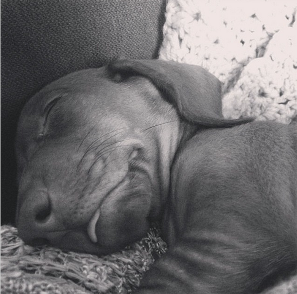 BarkPost's tweet photo. "Rewriting Harry Potter in my dreams." #FirstChange #MyNamesakeLives
via http://t.co/UbaKzFNwnS http://t.co/o6ASNWSgYU
