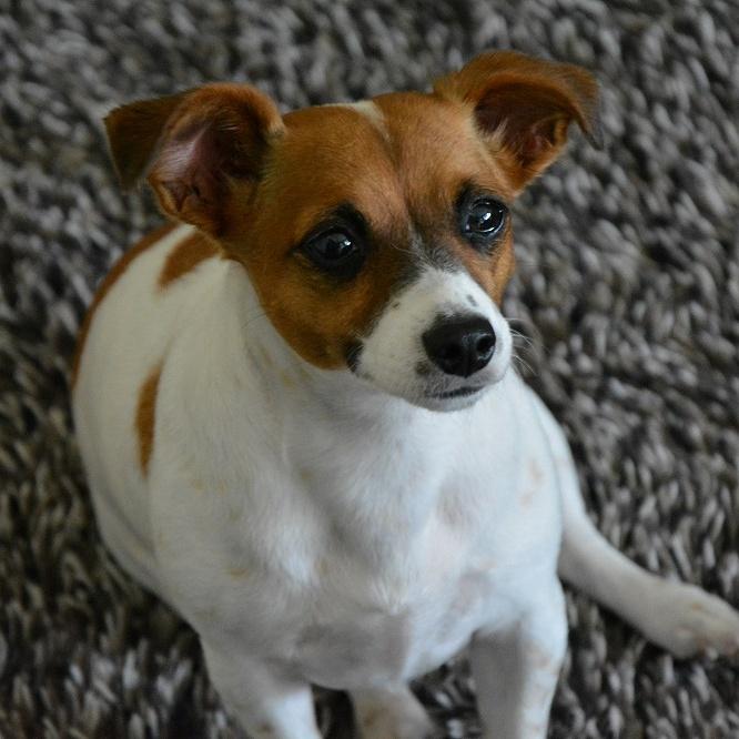 PlacingPets's tweet photo. Penny enjoying her #placingpets #holiday. Find 100% free pet sitting for your pets today http://t.co/JycLsCudIa http://t.co/kiRQIUfyQP