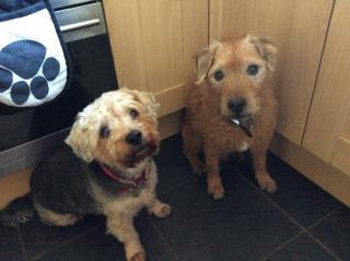 oldiesclub's tweet photo. Gorgeous Ada &amp; Alfie (care of @FOARCT )are so sweet and looking for a home together http://t.co/5DiLjBPtoa http://t.co/ZrSNv564Lh