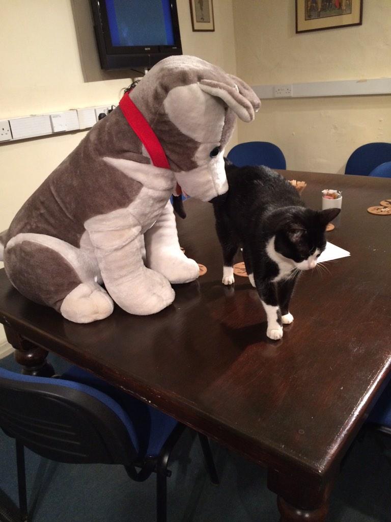 Sox has got a new friend <a href="/EastLancsScout/">East Lancashire Scouts</a> <a href="/BowleyCS/">Bowley Campsite</a>