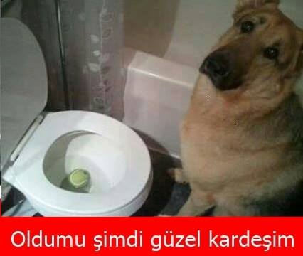 dogs & cats (@beyaz0206) on Twitter photo 