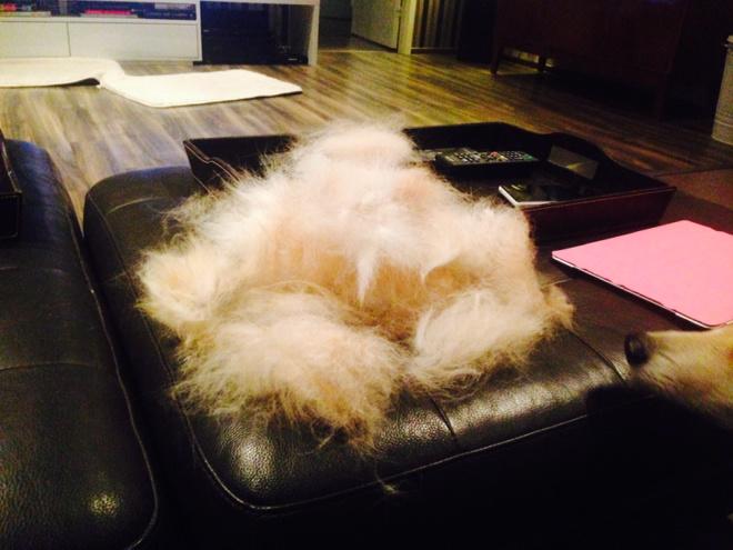 malanen's tweet image. Karvakasa on isompi kuin koira, josta se lähti! #pampula