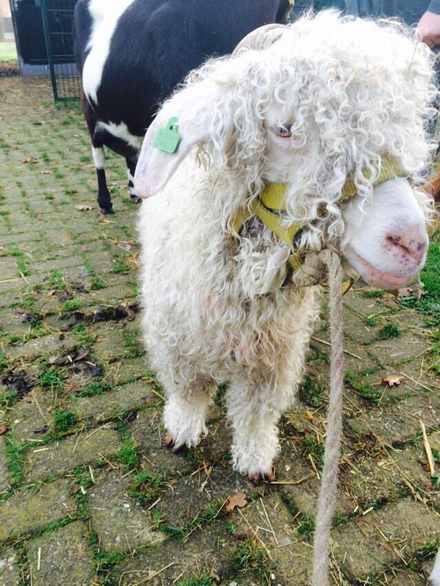 Gerardverbree's tweet photo. @shipludo hee dikke http://t.co/z6E242HiNf