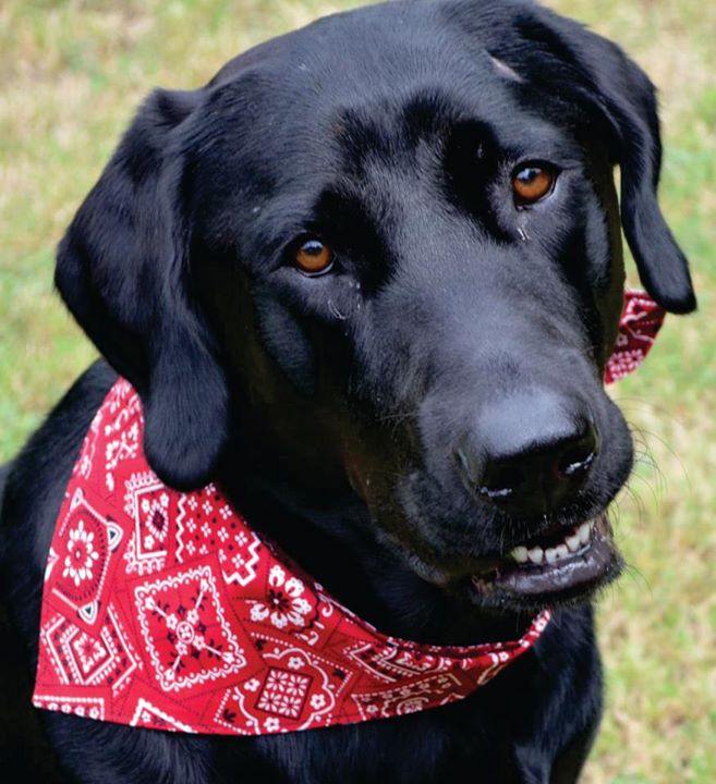 AtlantaPAW's tweet photo. 10% off sale on $39 or more! Coupon code - sale1014. Ends Nov. 30th. http://t.co/vLdYvuCV6v http://t.co/UDyHHziivX