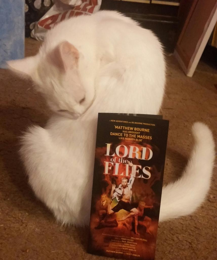 sistermorticia's tweet photo. Tadzio is Lord of the Fleas -  no!  Lord of the Flies,  definitely Lord of the Flies! 
#FliesBuzz http://t.co/gVcWFWAJ7F