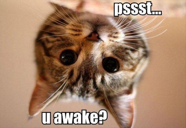 _pinkalicious__'s tweet photo. #cat #cute #awake #kitty #kute #like4like #follow4like #follow4follow http://t.co/1pa3x1GHYB
