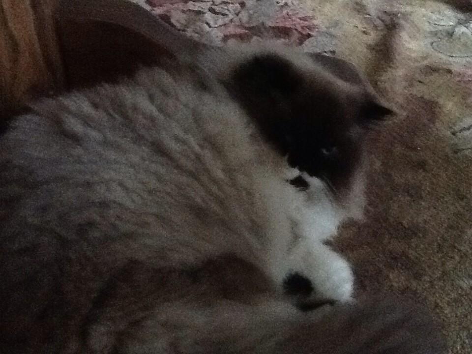 termagatorbytes's tweet image. 