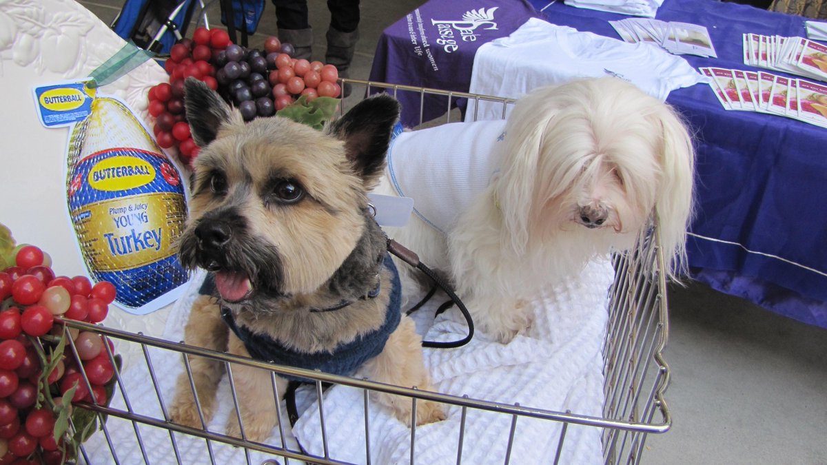 paws of love therapy dogs