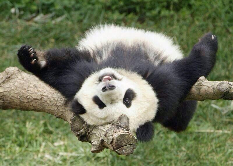 sophtgc's tweet photo. @DeorroMexico Graciaaaaas😊🐼 #Fam http://t.co/yW2qBAMG93
