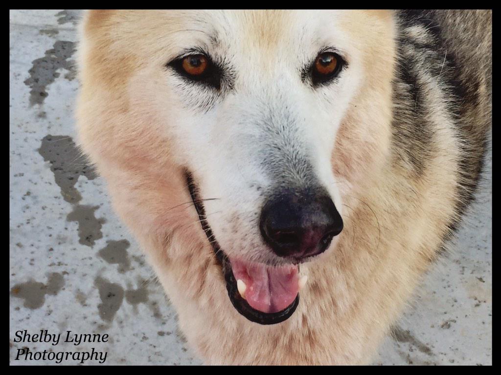 shelbyygarris's tweet image. His smile😻 #wolvesoftwitter