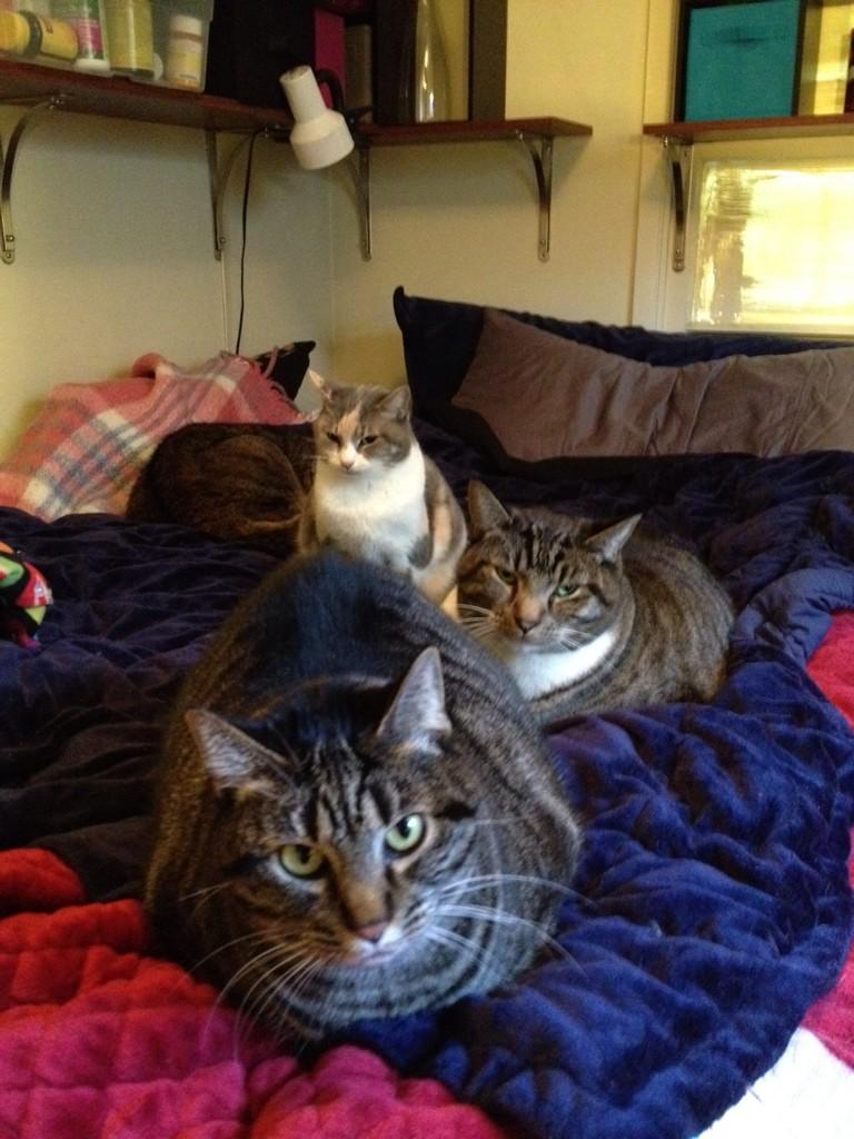 l_fukuda's tweet photo. I am grateful for my furry family and the peace and joy they bring#RMMSTHANKS http://t.co/fxxL9o8IYD