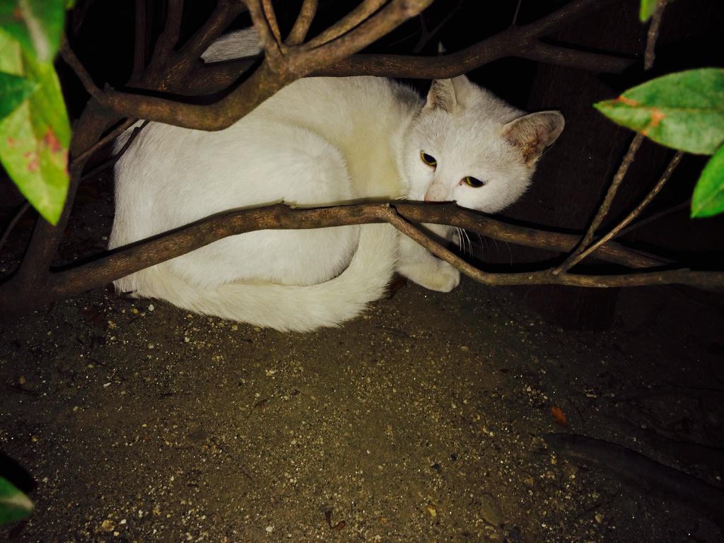 galsa_wasos2's tweet image. 