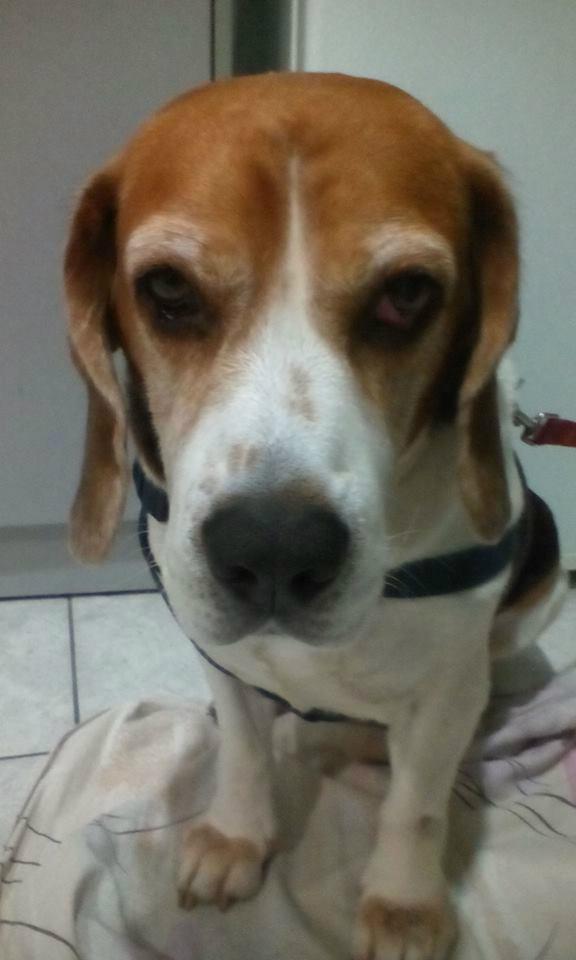 After surgery waiting for my humans to come and pick me up... I want to go home and sleep a little now...