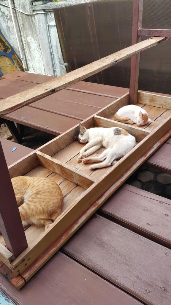 StevenLaw_ID's tweet photo. My neighbor cats have secure multi tenant solution:-) http://t.co/KIoCRxy8AS