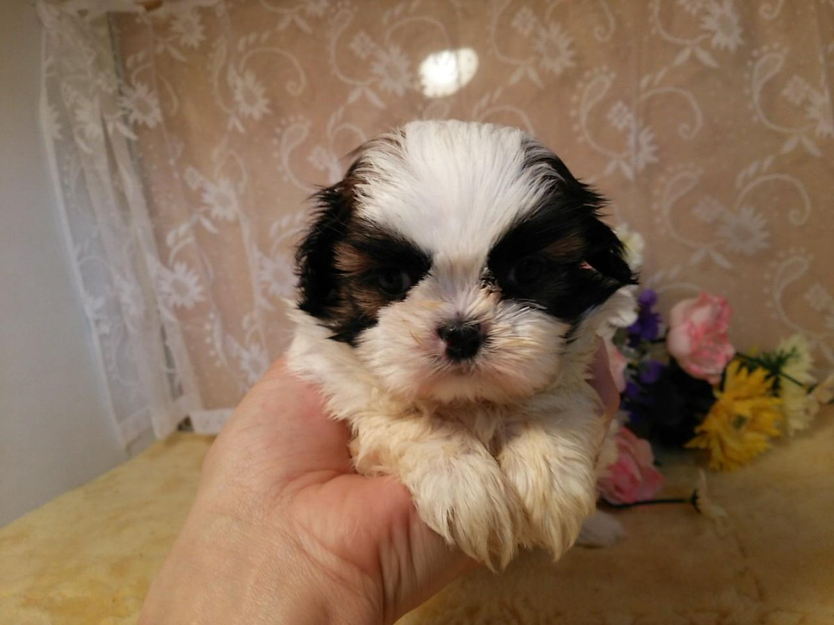 ペットショップさくら En Twitter シーズー子犬販売情報 No 7754 ホワイト ゴールド オス 誕生日14年9月日 北海道ブリーダー 詳細はこちら Http T Co 18jqztxdef シーズー 子犬 北海道 ブリーダー Http T Co E5jhjprhqp ペットショップさくら En Twitter シーズー子犬販売情報 No 7754 ホワイト ゴールド オス 誕生日14年9月日 北海道ブリーダー 詳細はこちら Http T Co 18jqztxdef シーズー 子犬 北海道 ブリーダー Http T Co E5jhjprhqp
