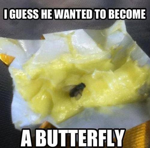 punfound's tweet image. Butterfly. #puns