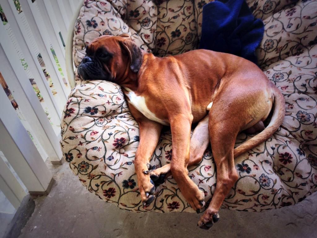 Zeus_DOD's tweet photo. Hanging... 😴😴😴 http://t.co/BCSZsTfDZo
