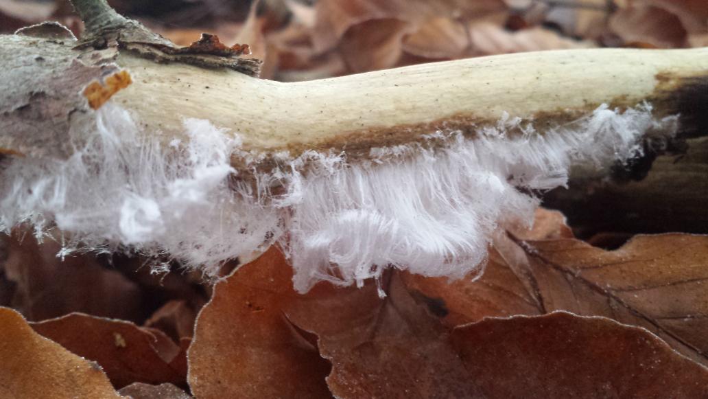 “<a href="/hambeaboy/">Tjeerd Langhout</a>: De eerste #nachtvorst en direct ideale omstandigheden voor ijshaar in Hart van Drenthe ”