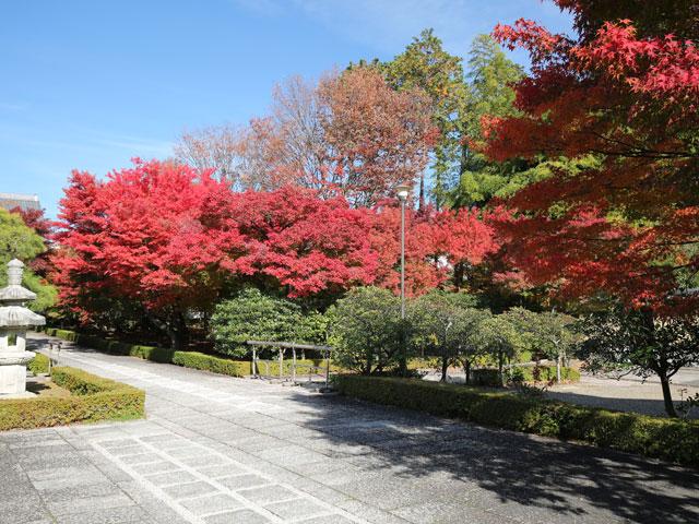 The Kyoto 今日は相国寺に行ってきました 相国寺は 足利 義満によって創建され 天井の狩野光信の蟠龍図は鳴き龍として有名です 特別拝観できる開山堂庭園の紅葉がきれいに色づいています また広々とした境内にも紅葉やイチョウがところどころに見られ