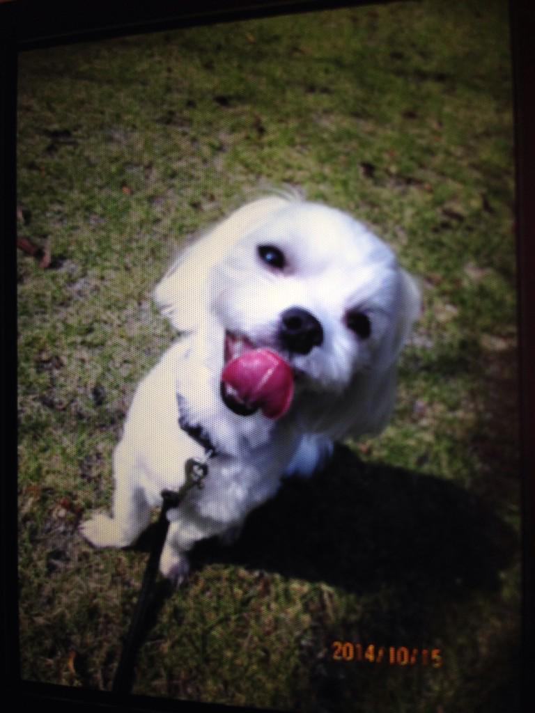 galsa_wasos2's tweet image. 