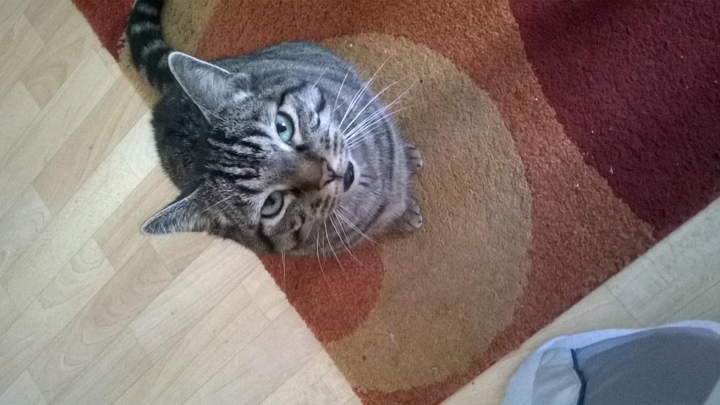 Brummbaer2015's tweet photo. Mein Kater http://t.co/D8eR2miwqX
