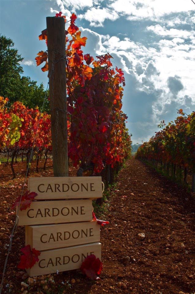Questa è la vista spettacolare delle nostre vigne <a href="/cardonewines/">Cantine Cardone</a> #Vignedautunno