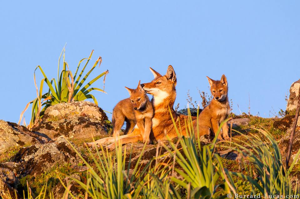 Africa's rarest canid, the #Ethiopianwolf. Pic by <a href="/willbl/">Will Burrard-Lucas</a> . 
For more images of wolves click: magazine.africageographic.com/weekly/issue-1…