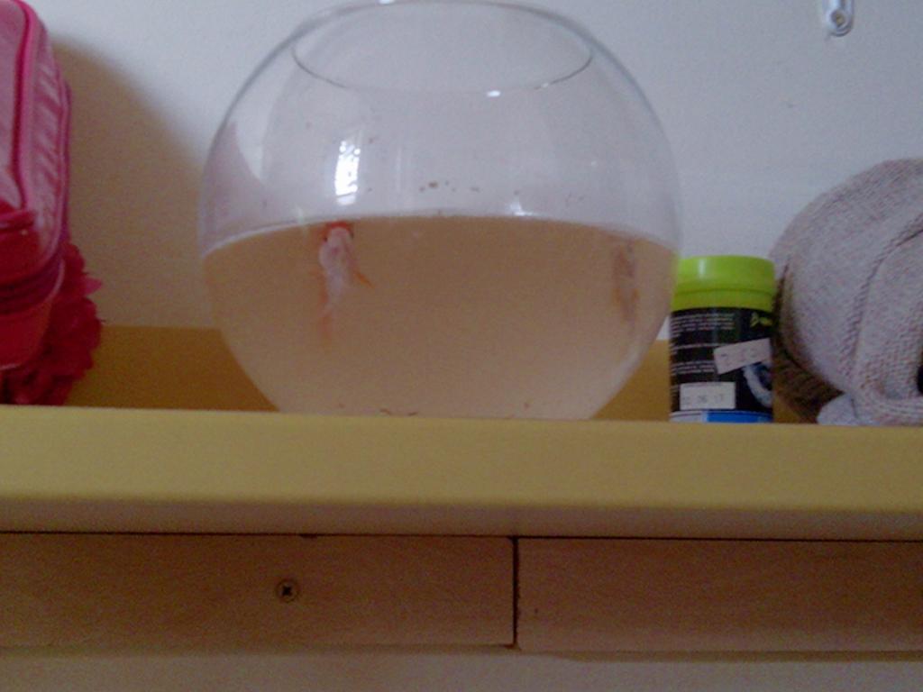 Anitadebero's tweet photo. Inquilinos en mi habitación durante este finde, os los cuidaré, seguro que OS echan de menos!@almusanchez1 @vir_rc95 http://t.co/KnjHmElEDA