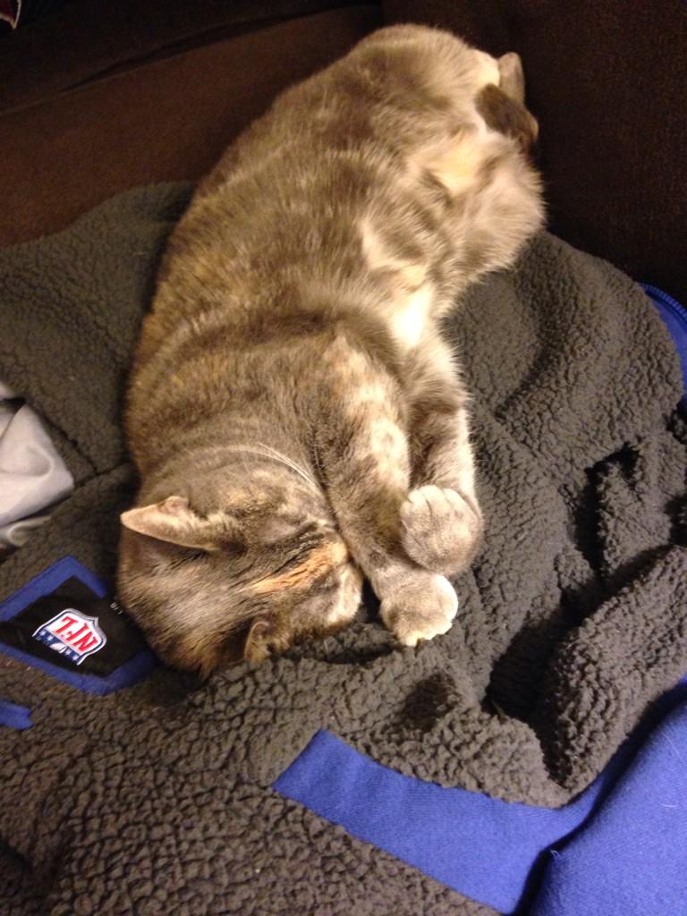 scarlett_kate's tweet photo. meow. @Catscinating http://t.co/UKiA5K3rKZ