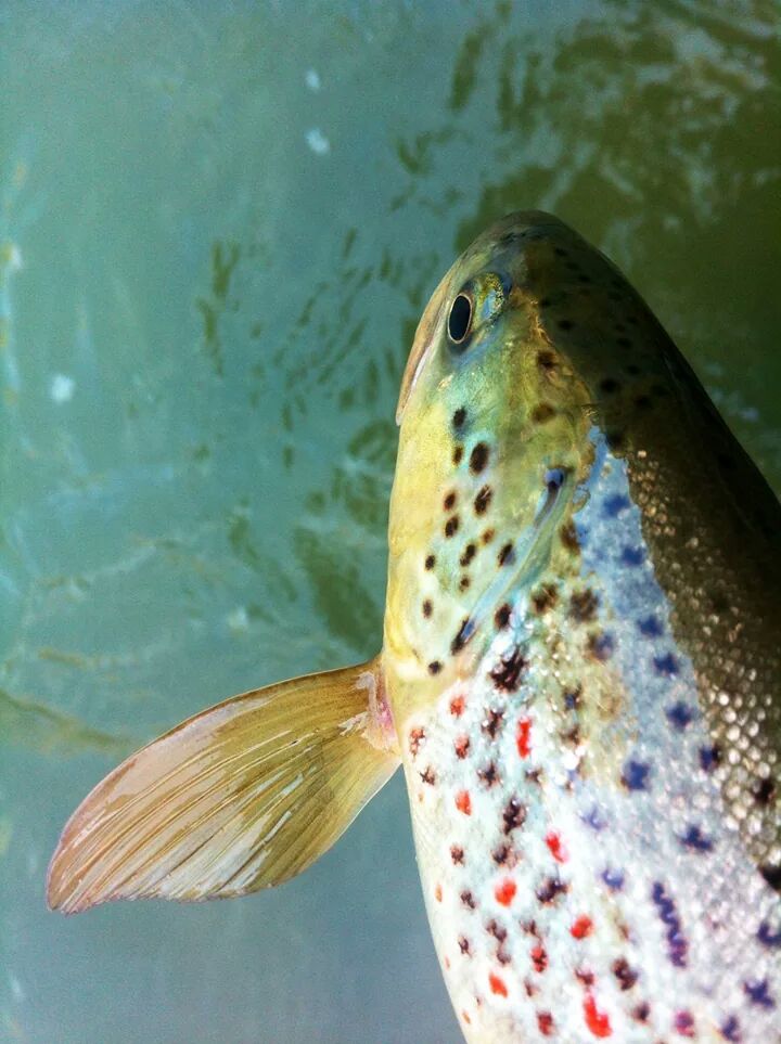 FlyFishermanC's tweet photo. #ARSTronto oggi http://t.co/8hkK7CJdl5