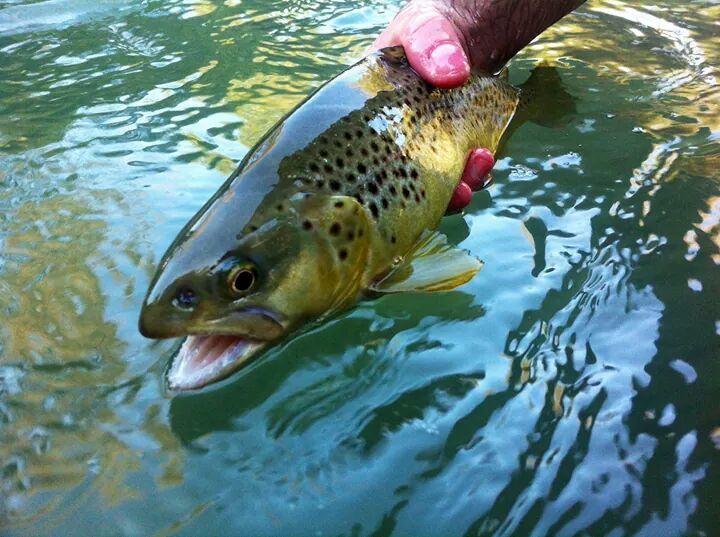 FlyFishermanC's tweet photo. #ARSTronto oggi http://t.co/8hkK7CJdl5