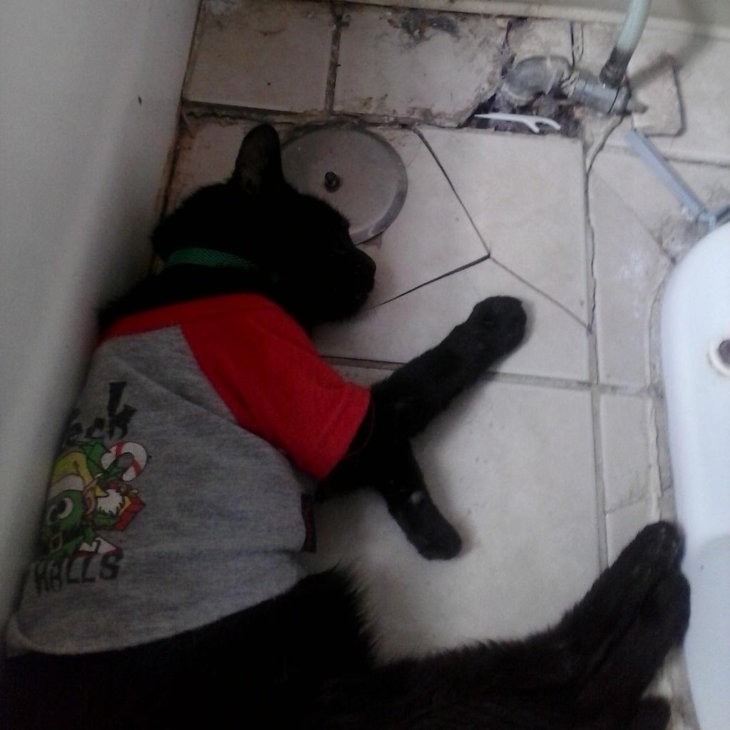 lisasoto5940's tweet photo. My cat sleep any where when he is tired http://t.co/3EXYWDRb9h