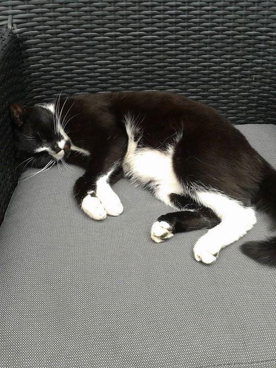 deDierenstee's tweet photo. Rover 1,5 jaar , gechipt vermist sinds donderdag 6 november. Hij woont in de Prins Hendrikstraat, Oud -Beijerland http://t.co/enSZlWpaxj