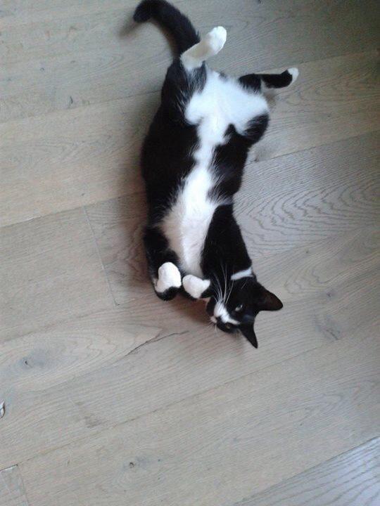 deDierenstee's tweet photo. Rover 1,5 jaar , gechipt vermist sinds donderdag 6 november. Hij woont in de Prins Hendrikstraat, Oud -Beijerland http://t.co/enSZlWpaxj