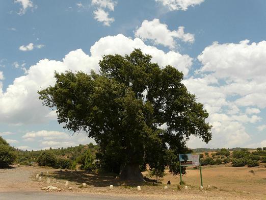 PoblesValAbando's tweet photo. A #CortesdeArenoso vam conéixer un roure, 'El rebollo' o 'El abuelo', amb uns quants segles a la seua soca. http://t.co/oAMkeDgFOx