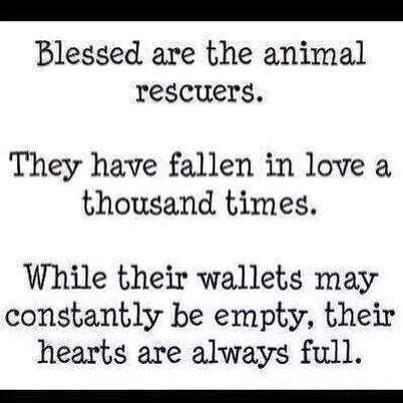 Limk Animal Welfare (@law_rescue) on Twitter photo 